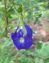 A beautiful blue asian pigeonwing flower