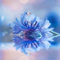 Beautiful blue cornflower with small drops of water close-up. Aster flower Macro photography Royalty Free Stock Photo