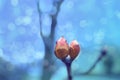 Beautiful blue banner with spring buds of still unblown magnolia, blurred background for designer, concept of early spring, energy