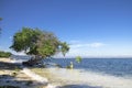 A Tree on the Beautiful Beach Royalty Free Stock Photo