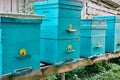 Beautiful blue beehives on a small apiary in a home garden Royalty Free Stock Photo