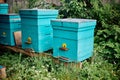 Beautiful blue beehives on a small apiary in a home garden Royalty Free Stock Photo