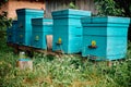 Beautiful blue beehives on a small apiary in a home garden Royalty Free Stock Photo