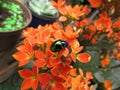 A beautiful blue beetle sitting on a flowering