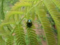 A beautiful blue beetle sitting on a leaf
