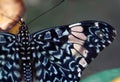 The beautiful blue with beige butterfly macro shot Royalty Free Stock Photo