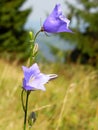 Beautiful blue bell-flower Royalty Free Stock Photo