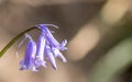 Blue bell in bloom in the sun