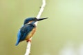 Beautiful blue bird calmly perching on thin white branch in quiet environment, male of Common Kingfisher in wild