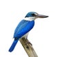Beautiful blue bird isolated on white background, Collared kingfisher & x28;Todiramphus chloris& x29; Royalty Free Stock Photo