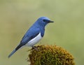 Beautiful blue bird perching on mossy spot over far blur green b