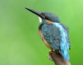 Beautiful blue bird perching on the pole over fine green blur ba