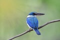 Beautiful blue bird perching on thin branch against luminant sun rays