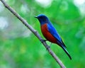 Beautiful Blue Bird With Red Belly Perching On Tree Branch Over