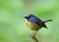 Beautiful blue bird with yellow chest and white brows perching o Royalty Free Stock Photo