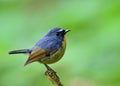 Beautiful blue bird with yellow chest and white brows perching o Royalty Free Stock Photo