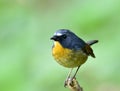 Beautiful blue bird with yellow chest and white brows perching o Royalty Free Stock Photo