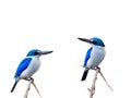 Beautiful blue birds perching on thin branch isolated on white b