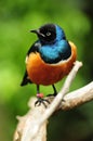 Beautiful Blue Black and Orange Bird in a Tree Royalty Free Stock Photo