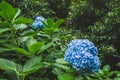 Beautiful blue blooming hydrangeas on Sao Miguel Island, Azores, Portugal Royalty Free Stock Photo