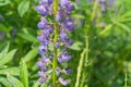 beautiful blue blooming lupine with drops of water or rain Royalty Free Stock Photo