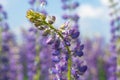 beautiful blue blooming lupine with drops of water or rain Royalty Free Stock Photo