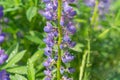 beautiful blue blooming lupine with drops of water or rain Royalty Free Stock Photo