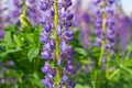 beautiful blue blooming lupine with drops of water or rain Royalty Free Stock Photo