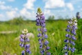 beautiful blue blooming lupine with drops of water or rain Royalty Free Stock Photo