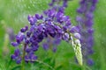 beautiful blue blooming lupine with drops of water or rain Royalty Free Stock Photo