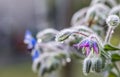 Beautiful Blue Borage flower, Boraginaceae, glistens in morning dew Royalty Free Stock Photo