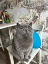 a beautiful blue British cat is sitting on a chair