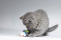 Beautiful blue British Shorthair kitten on a light gray background Royalty Free Stock Photo