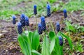 Beautiful blue Broad-leaved grape hyacinth bloom in the garden