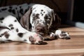 Beautiful small dog with closed eyed is sleeping on the floor, Dalmatian puppy dog.Puppy sleeps on the sun. Pet at home. Royalty Free Stock Photo