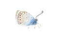 Beautiful blue brown watercolor translucent butterfly on the white background. Wings folded wet watercolor splashing Royalty Free Stock Photo