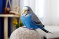 Beautiful blue budgerigar sitting on a chair in the room