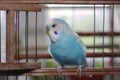 Beautiful blue budgie parrot sitting in a cage