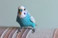 Beautiful blue budgie parrot sitting on the sofa