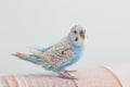 Beautiful blue budgie parrot sitting on the sofa