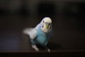Beautiful blue budgie parrot sitting on the table Royalty Free Stock Photo
