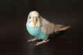 Beautiful blue budgie parrot sitting on the table Royalty Free Stock Photo