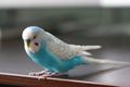 Beautiful blue budgie parrot sitting on the table Royalty Free Stock Photo