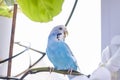 A beautiful blue budgie sits without a cage on a house plant. Tropical birds at home