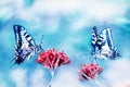 Beautiful blue butterflies on red flowers. Natural summer artistic image.