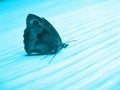 Beautiful blue butterfly on a blue background Royalty Free Stock Photo