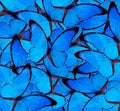 Beautiful blue butterfly background texture. Royalty Free Stock Photo