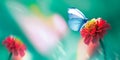 Beautiful blue butterfly on a bright red flower in a fantastic garden. Natural macro summer spring background. Copy space. Royalty Free Stock Photo
