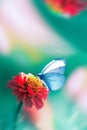 Beautiful blue butterfly on a bright red flower in a fantastic garden. Natural macro summer spring background. Copy space. Royalty Free Stock Photo