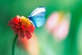 Beautiful blue butterfly on a bright red flower in a fantastic garden. Natural summer spring background. Copy space. Royalty Free Stock Photo